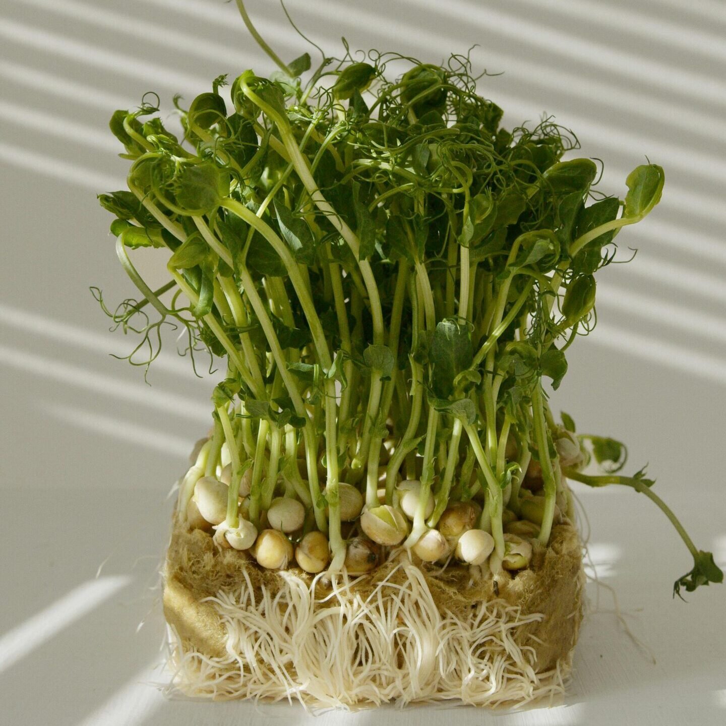 pexels anna nekrashevich 7214307