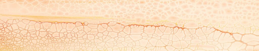 susan wilkinson uegdfldecrs unsplash